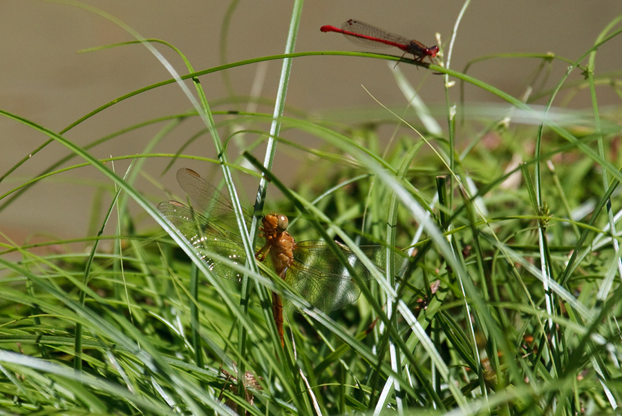 Orthetrum coerulescens giovane femmina?